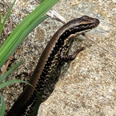 Eulamprus heatwolei (Yellow-bellied Water Skink) at Denman Prospect, ACT - 21 Oct 2021 by tpreston