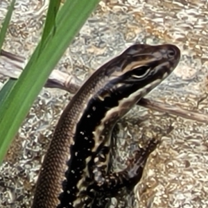 Eulamprus heatwolei at Denman Prospect, ACT - 21 Oct 2021