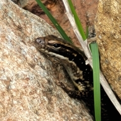 Eulamprus heatwolei at Denman Prospect, ACT - 21 Oct 2021