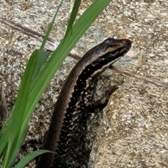 Eulamprus heatwolei at Denman Prospect, ACT - 21 Oct 2021