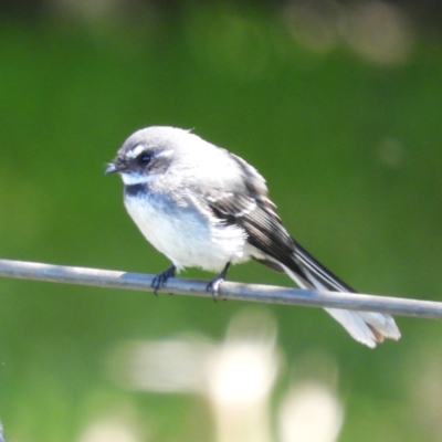 Rhipidura albiscapa (Grey Fantail) at Murrumbateman, NSW - 17 Oct 2021 by MatthewFrawley