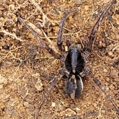 Venatrix sp. (genus) (Unidentified Venatrix wolf spider) at Molonglo Valley, ACT - 21 Oct 2021 by trevorpreston