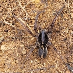 Venatrix sp. (genus) at Molonglo Valley, ACT - 21 Oct 2021