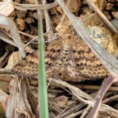 Scopula rubraria (Reddish Wave, Plantain Moth) at Molonglo Valley, ACT - 21 Oct 2021 by trevorpreston