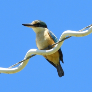 Todiramphus sanctus at Murrumbateman, NSW - 17 Oct 2021