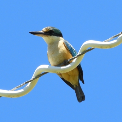 Todiramphus sanctus (Sacred Kingfisher) at Murrumbateman, NSW - 17 Oct 2021 by MatthewFrawley