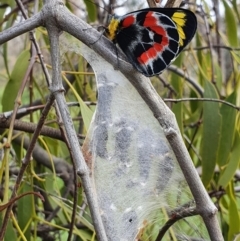 Delias harpalyce (Imperial Jezebel) at Pialligo, ACT - 21 Oct 2021 by Helberth