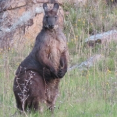 Osphranter robustus (Wallaroo) at Booth, ACT - 18 Oct 2021 by Christine