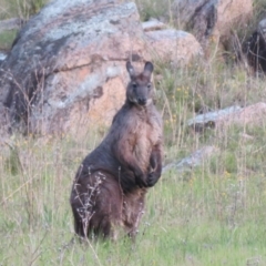 Osphranter robustus robustus at Booth, ACT - 18 Oct 2021