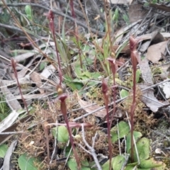 Chiloglottis trapeziformis (Diamond Ant Orchid) at Jerrabomberra, NSW - 20 Oct 2021 by mlech