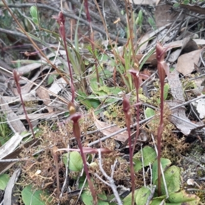 Chiloglottis trapeziformis (Diamond Ant Orchid) at Mount Jerrabomberra - 20 Oct 2021 by mlech