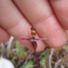 Chiloglottis trapeziformis at Jerrabomberra, NSW - suppressed