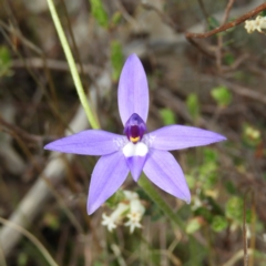 Glossodia major (Wax Lip Orchid) at Mount Taylor - 18 Oct 2021 by MatthewFrawley