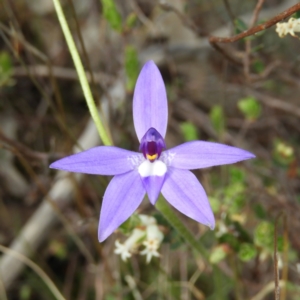 Glossodia major at Kambah, ACT - 18 Oct 2021