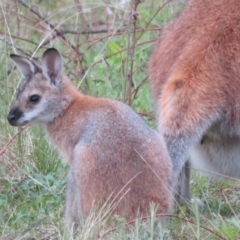 Notamacropus rufogriseus (Red-necked Wallaby) at Rendezvous Creek, ACT - 18 Oct 2021 by Christine