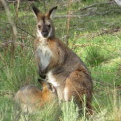 Notamacropus rufogriseus at Rendezvous Creek, ACT - 18 Oct 2021