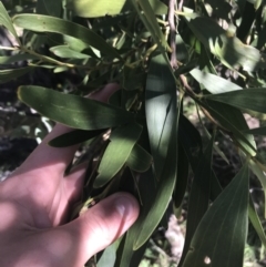 Acacia melanoxylon (Blackwood) at Mount Clear, ACT - 17 Oct 2021 by Tapirlord