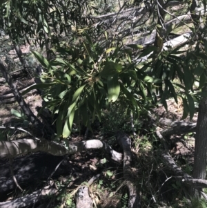 Acacia melanoxylon at Mount Clear, ACT - 17 Oct 2021