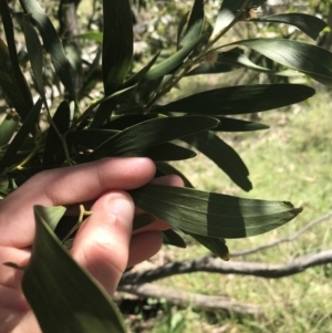 Acacia melanoxylon at Mount Clear, ACT - 17 Oct 2021