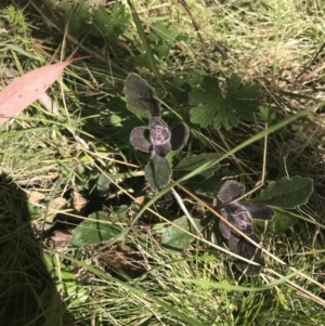 Ajuga australis at Mount Clear, ACT - 17 Oct 2021 01:14 PM