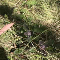 Ajuga australis at Mount Clear, ACT - 17 Oct 2021