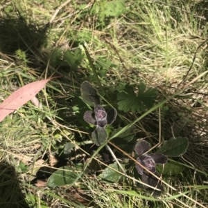 Ajuga australis at Mount Clear, ACT - 17 Oct 2021