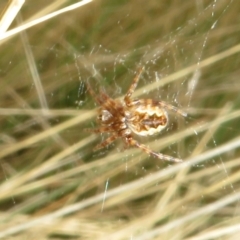 Araneus hamiltoni (Hamilton's Orb Weaver) at Namadgi National Park - 18 Oct 2021 by Christine