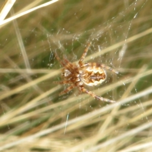 Araneus hamiltoni at Mount Clear, ACT - 18 Oct 2021