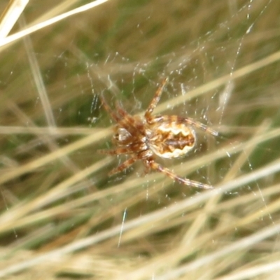 Araneus hamiltoni (Hamilton's Orb Weaver) at Namadgi National Park - 18 Oct 2021 by Christine