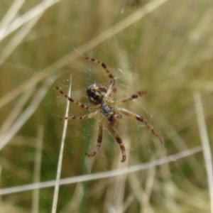 Araneus hamiltoni at Mount Clear, ACT - 18 Oct 2021