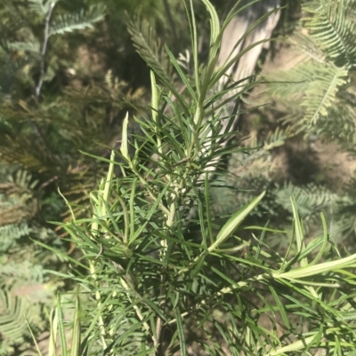 Cassinia longifolia (Shiny Cassinia, Cauliflower Bush) at Namadgi National Park - 17 Oct 2021 by Tapirlord