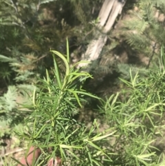 Cassinia longifolia at Mount Clear, ACT - 17 Oct 2021