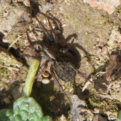 Artoria sp. (genus) (Unidentified Artoria wolf spider) at Mount Clear, ACT - 18 Oct 2021 by Christine
