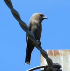 Artamus cyanopterus cyanopterus (Dusky Woodswallow) at Murrumbateman, NSW - 17 Oct 2021 by MatthewFrawley