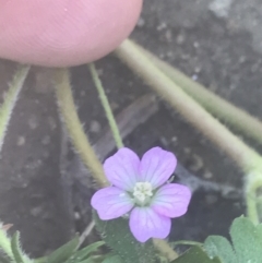 Geranium solanderi var. solanderi at Booth, ACT - 17 Oct 2021 01:39 PM