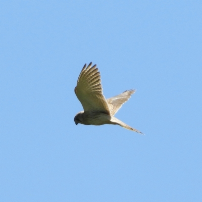 Falco cenchroides (Nankeen Kestrel) at Murrumbateman, NSW - 17 Oct 2021 by MatthewFrawley