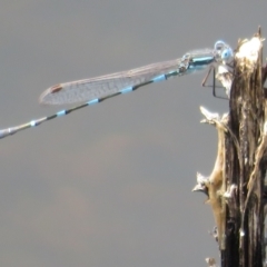 Austrolestes leda (Wandering Ringtail) at Namadgi National Park - 18 Oct 2021 by Christine