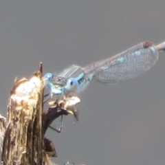 Austrolestes leda at Mount Clear, ACT - 18 Oct 2021