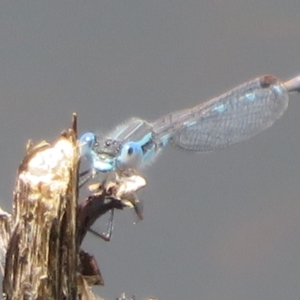 Austrolestes leda at Mount Clear, ACT - 18 Oct 2021 11:17 AM