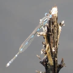 Austrolestes leda at Mount Clear, ACT - 18 Oct 2021 11:17 AM