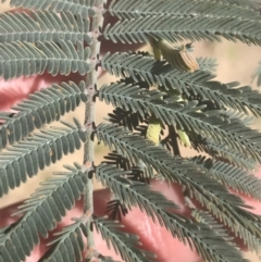 Acacia dealbata subsp. subalpina (Monaro Silver-wattle) at Mount Clear, ACT - 17 Oct 2021 by Tapirlord