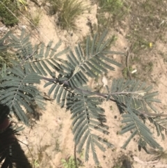Acacia dealbata subsp. subalpina at Mount Clear, ACT - 17 Oct 2021