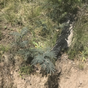 Acacia dealbata subsp. subalpina at Mount Clear, ACT - 17 Oct 2021