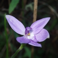 Glossodia major (Wax Lip Orchid) at Lower Cotter Catchment - 15 Oct 2021 by Laserchemisty