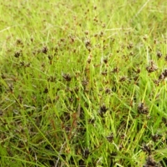 Schoenus apogon (Common Bog Sedge) at Kambah, ACT - 18 Oct 2021 by MatthewFrawley