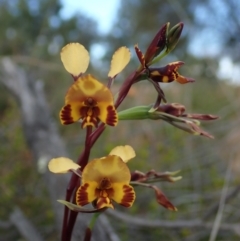 Diuris semilunulata (Late Leopard Orchid) at Coree, ACT - 15 Oct 2021 by Laserchemisty