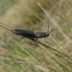Agrypnus sp. (genus) (Rough click beetle) at Namadgi National Park - 18 Oct 2021 by Christine