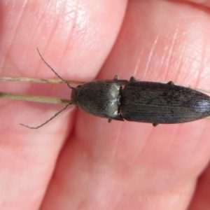 Agrypnus sp. (genus) at Mount Clear, ACT - 18 Oct 2021