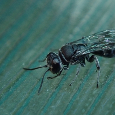 Sphecidae or Crabronidae (families) (Unidentified sand wasp) at Spence, ACT - 18 Oct 2021 by Laserchemisty