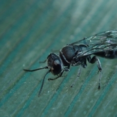 Sphecidae or Crabronidae (families) (TBC) at Spence, ACT - 18 Oct 2021 by Laserchemisty